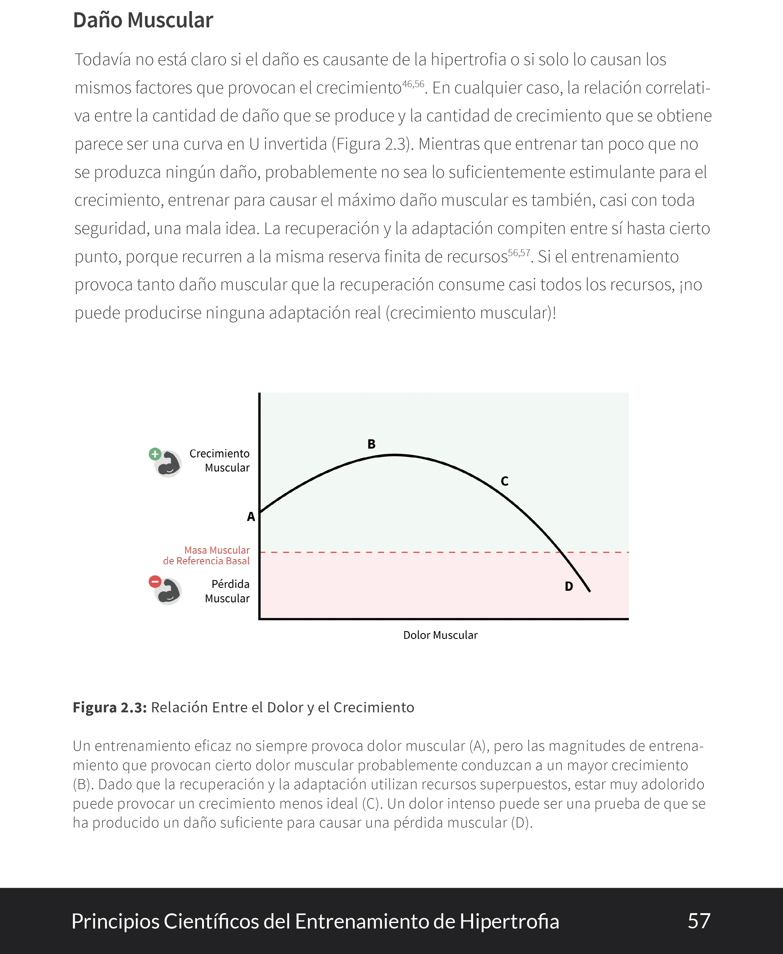 Principios Cientificos del Entrenamiento de Hipertrofia eBook - Image 3